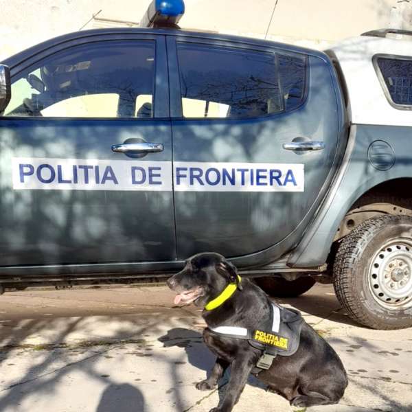 UP DATE: Țigări de contrabandă, descoperite la bordul unei nave în Portul Constanța Sud Agigea cu sprijinul câinelui poliţist Pobaza