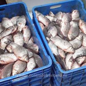 Aproximativ o jumătate de tonă de pește, fără acte de proveniență, confiscată de polițiștii de frontieră din Olt