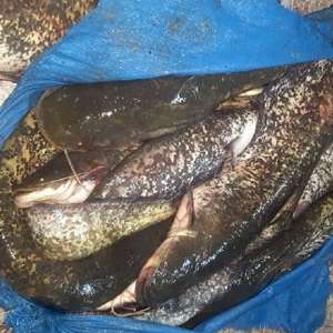 Patru bărbaţi surprinşi de poliţiştii de frontieră în timp ce pescuiau cu dispozitive electrice pe Braţul Borcea al fluviului Dunărea