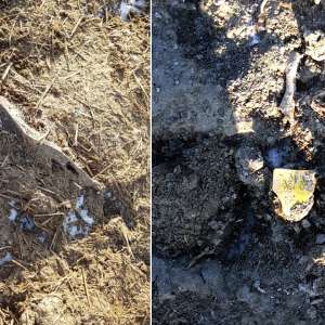 Deşeuri animale descoperite îngropate pe un teren viran în judeţul Tulcea