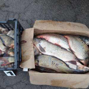 Comercializarea peștelui fără a deține documente legale de proveniență este sancționată de către lege