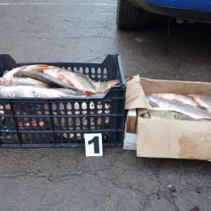 Comercializarea peștelui fără a deține documente legale de proveniență este sancționată de către lege