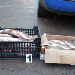 Comercializarea peștelui fără a deține documente legale de proveniență este sancționată de către lege