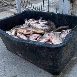 Plase de pescuit în lungime de aproximativ 1.300 m, confiscate de poliţiştii de frontieră călărăşeni