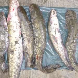 Doi vasluieni cercetați pentru braconaj piscicol de polițiștii de frontieră gălățeni