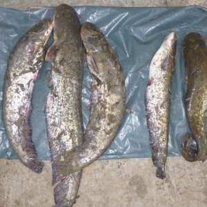 Doi vasluieni cercetați pentru braconaj piscicol de polițiștii de frontieră gălățeni