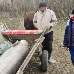 Sturion de 140 kg, redat mediului natural