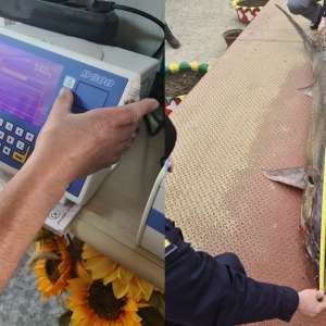 Sturion de 140 kg, redat mediului natural