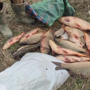 Transport ilegal de pește depistat de polițiștii de frontieră brăileni