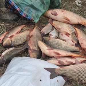 Transport ilegal de pește depistat de polițiștii de frontieră brăileni