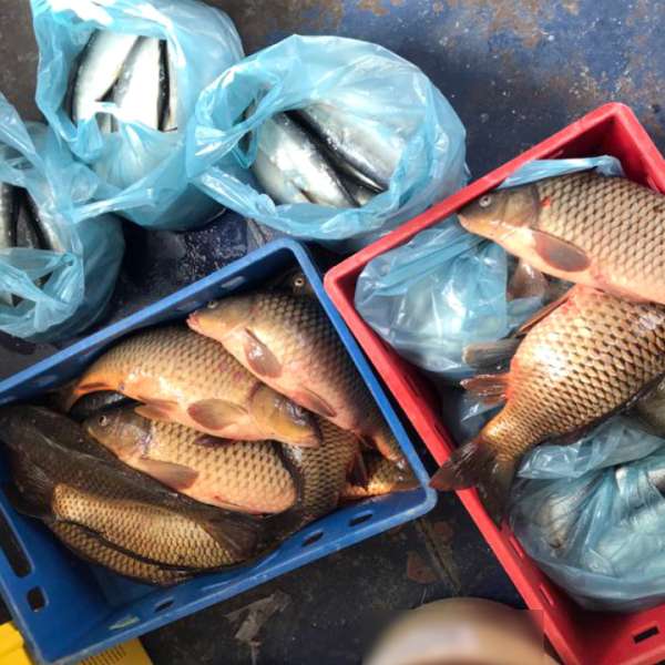 Peste 230 kilograme de pește, fără documente de proveniență, depistate de polițiștii de frontieră constănțeni