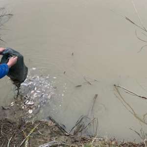 Lucrare penală pentru braconaj piscicol, întocmită de polițiștii de frontieră