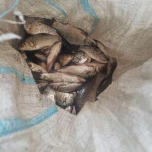 Lucrare penală pentru braconaj piscicol, întocmită de polițiștii de frontieră