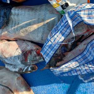 Peste 200 kilograme de pește deținut fără documente legale confiscate de poliţiştii de frontieră tulceni în acest weekend