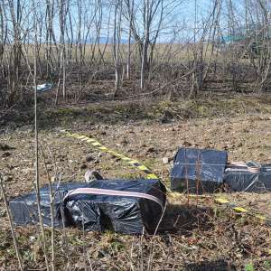 Aproximativ 16.000 pachete țigări confiscate la frontiera de nord a României