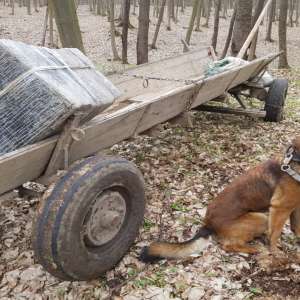 Lovitură de peste 315.000 de lei dată contrabandiştilor de ţigarete