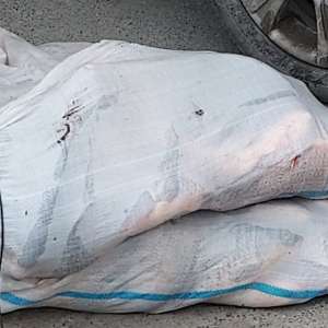 Peşte fără documente legale descoperit de polițiștii de frontieră tulceni