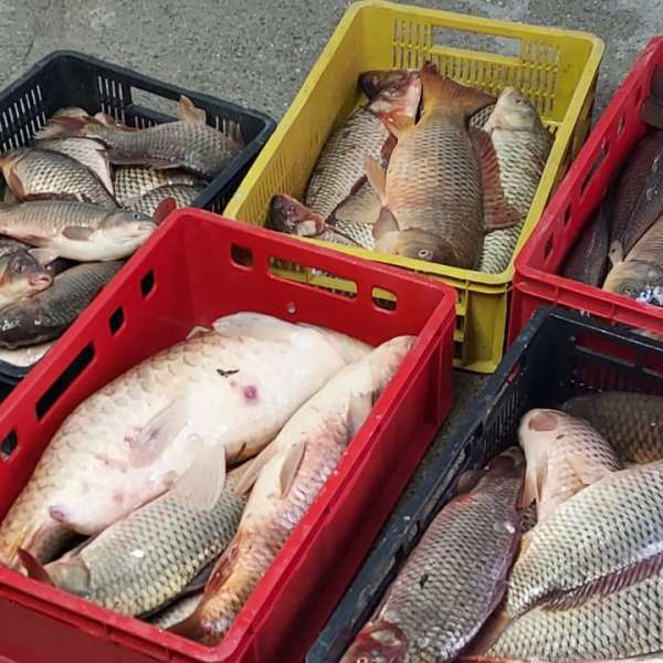 Braconaj piscicol cu plase monofilament descoperit de polițiștii de frontieră tulceni