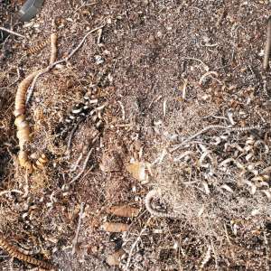 Peste 22 tone de deșeuri metalice, oprite la P.T.F. Giurgiu