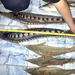 Braconaj piscicol cu plase interzise descoperit de polițiștii de frontieră tulceni