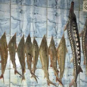 Braconaj piscicol cu plase interzise descoperit de polițiștii de frontieră tulceni