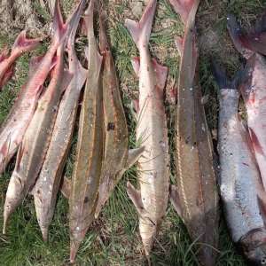 Transport ilegal de sturioni și alte specii de pește depistat de polițiștii de frontieră brăileni