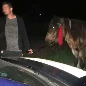 Au luat calul unui bătrân de 84 de ani, dar au dat nas în nas cu poliţiştii de frontieră
