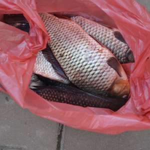 Un moped furat, peşte şi unelte de pescuit reţinute de poliţiştii de frontieră brăileni