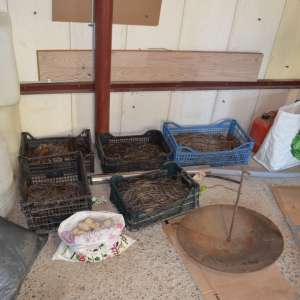 Un moped furat, peşte şi unelte de pescuit reţinute de poliţiştii de frontieră brăileni