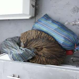 Aproximativ 60 de kilograme de peşte şi bunuri în valoare  totală de 11.800 de lei descoperite de polițiștii de frontieră brăileni