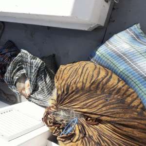 Aproximativ 60 de kilograme de peşte şi bunuri în valoare  totală de 11.800 de lei descoperite de polițiștii de frontieră brăileni