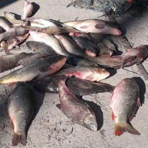 Aproximativ 60 de kilograme de peşte şi bunuri în valoare  totală de 11.800 de lei descoperite de polițiștii de frontieră brăileni