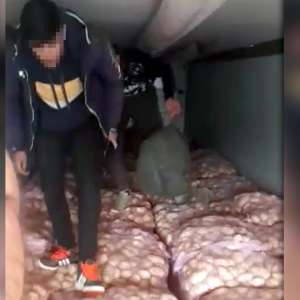 Doi tineri afgani, ascunși întru-un automarfar cu cartofi, depistați la P.T.F. Turnu Măgurele
