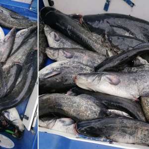 Peste 174 kilograme de pește,depistate de polițiștii de frontieră tulceni