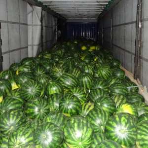 Trei tineri afgani ascunși într-un autocamion, depistaţi la P.T.F. Bechet