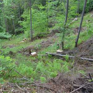 Aproximativ 10.000 pachete cu țigări confiscate la frontiera de nord