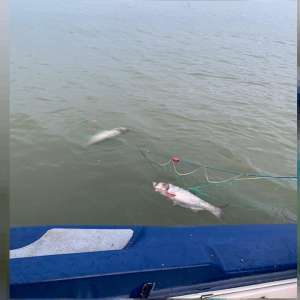 Braconaj piscicol în zona Rezervației Biosferei Delta Dunării