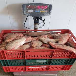 Braconaj piscicol în zona Rezervației Biosferei Delta Dunării