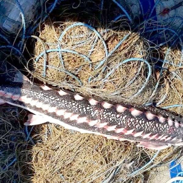 Sturion prins în plase, eliberat de poliţiştii de frontieră tulceni