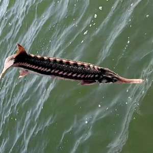 Sturion prins în plase,  eliberat de poliţiştii de frontieră tulceni