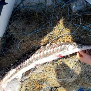 Sturion prins în plase, eliberat de poliţiştii de frontieră tulceni