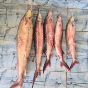 Sturioni proveniți din braconaj, aruncați din mașină la vederea echipajului polițiștilor de frontieră tulceni