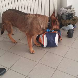 Document fals și droguri de risc descoperite la controlul de frontieră