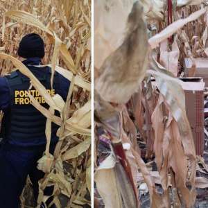 Contrabandist reţinut de către poliţiştii de frontieră în timp ce îşi abandona baxurile cu țigări în lanul de porumb