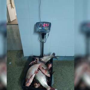 Braconaj piscicol în zona Rezervației Biosferei Delta Dunării