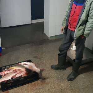 Braconaj piscicol în zona Rezervației Biosferei Delta Dunării