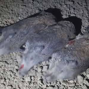 Braconier prins de polițiștii de frontieră vasluieni