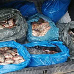 Peşte fără documente legale, descoperit de polițiștii de frontieră gălățeni