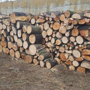 Delicte silvice constatate în zona de responsabilitate de politiştii de frontieră vasluieni