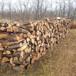 Delicte silvice constatate în zona de responsabilitate de politiştii de frontieră vasluieni